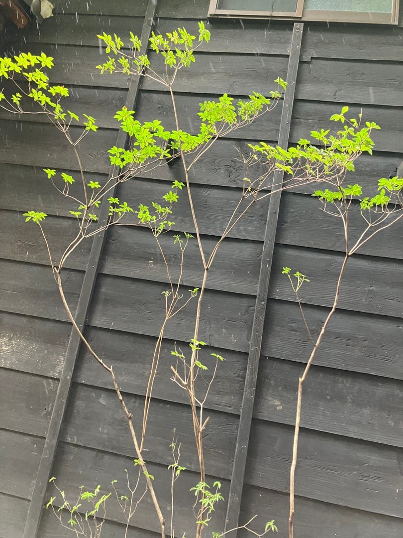 山採り バイカツツジ