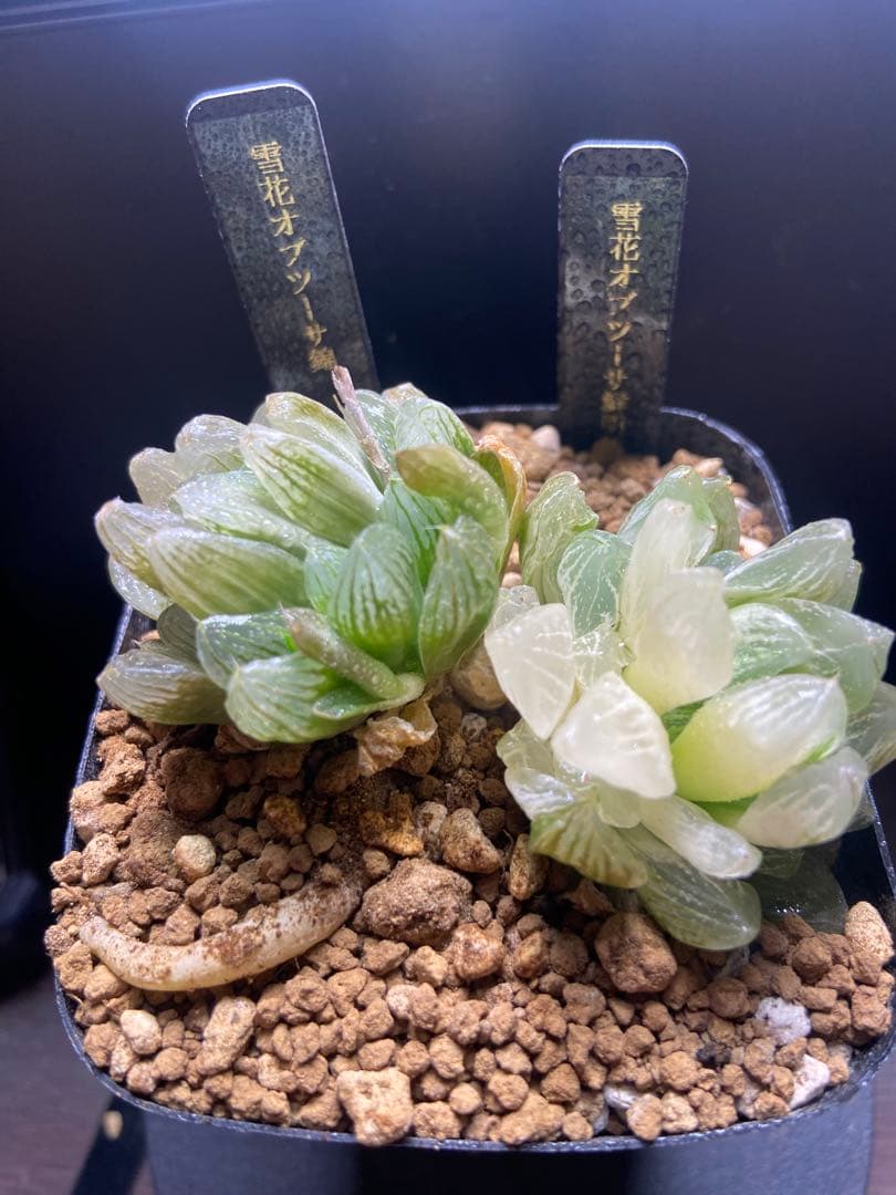 R*_様 徒長　雪花オブツーサ鮮明錦と錦セット