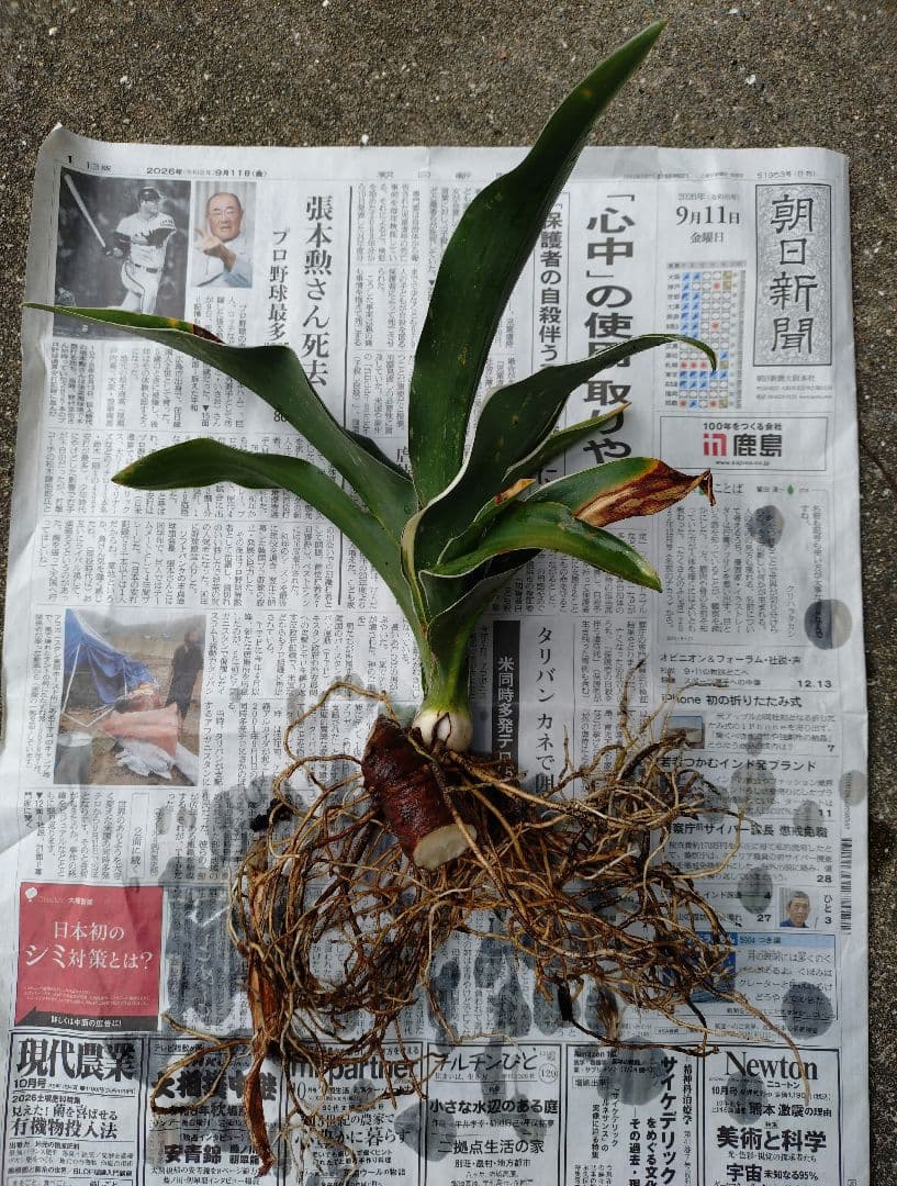 のサムネイル