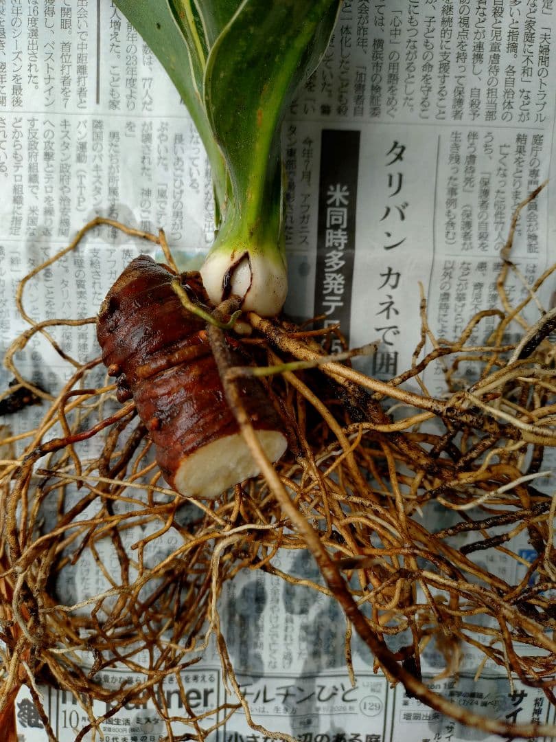 のサムネイル