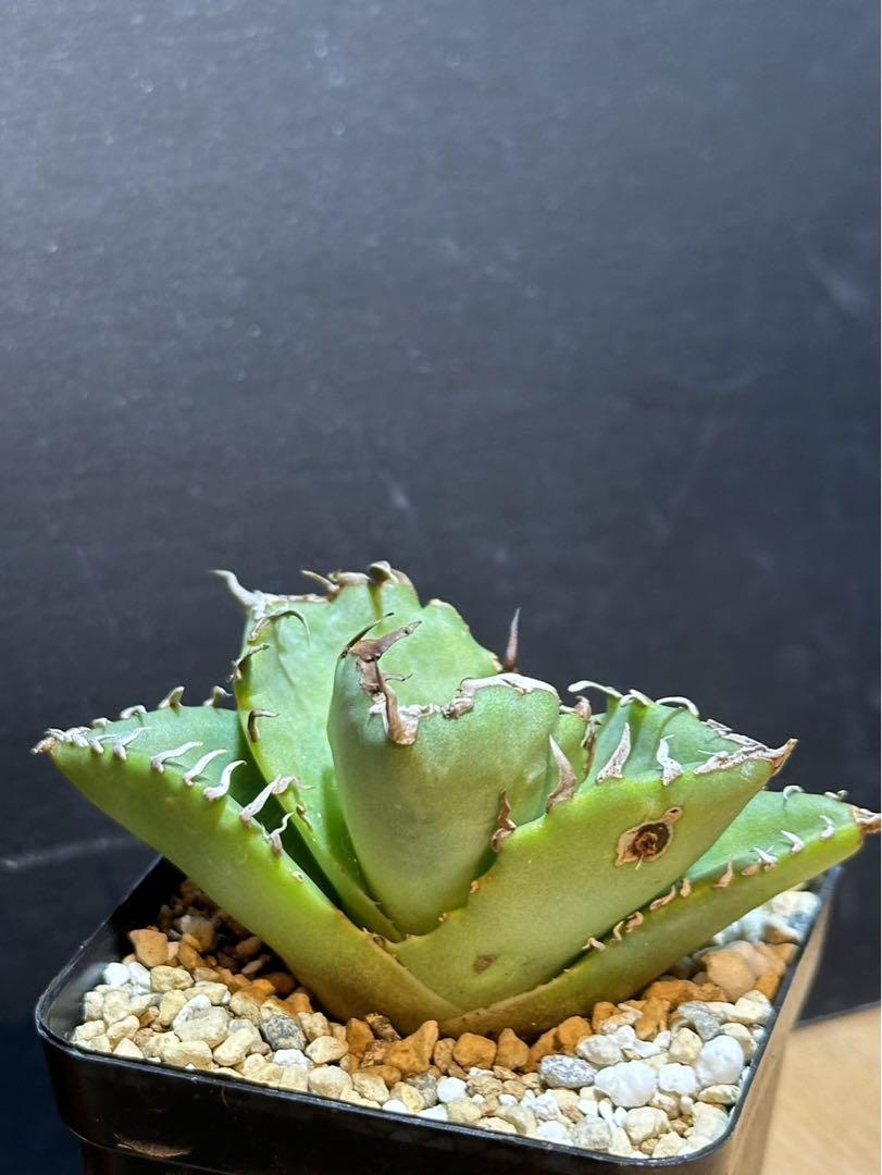 アガベ チタノタ 蟹 クラブ‼️鉢植え発送‼️ 12 アガベ
