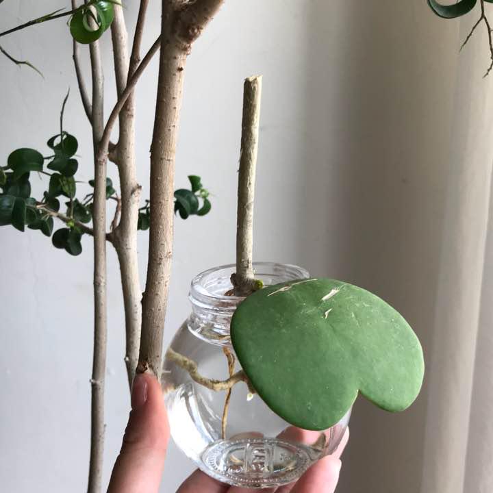 驚くばかりハートホヤ 増やし 方 すべての美しい花の画像 驚くばかりハートホヤ 増やし 方 すべての美しい花の画像