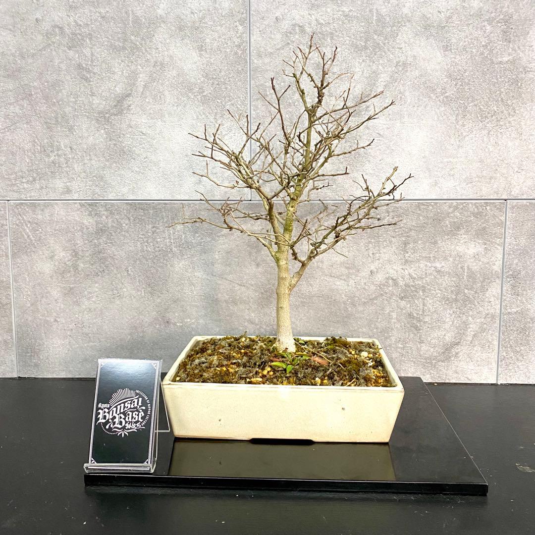 高品質】 ケヤキ 紅葉 桜 【Kiicyn様専用】大特価のえのき盆栽☆ 黒松