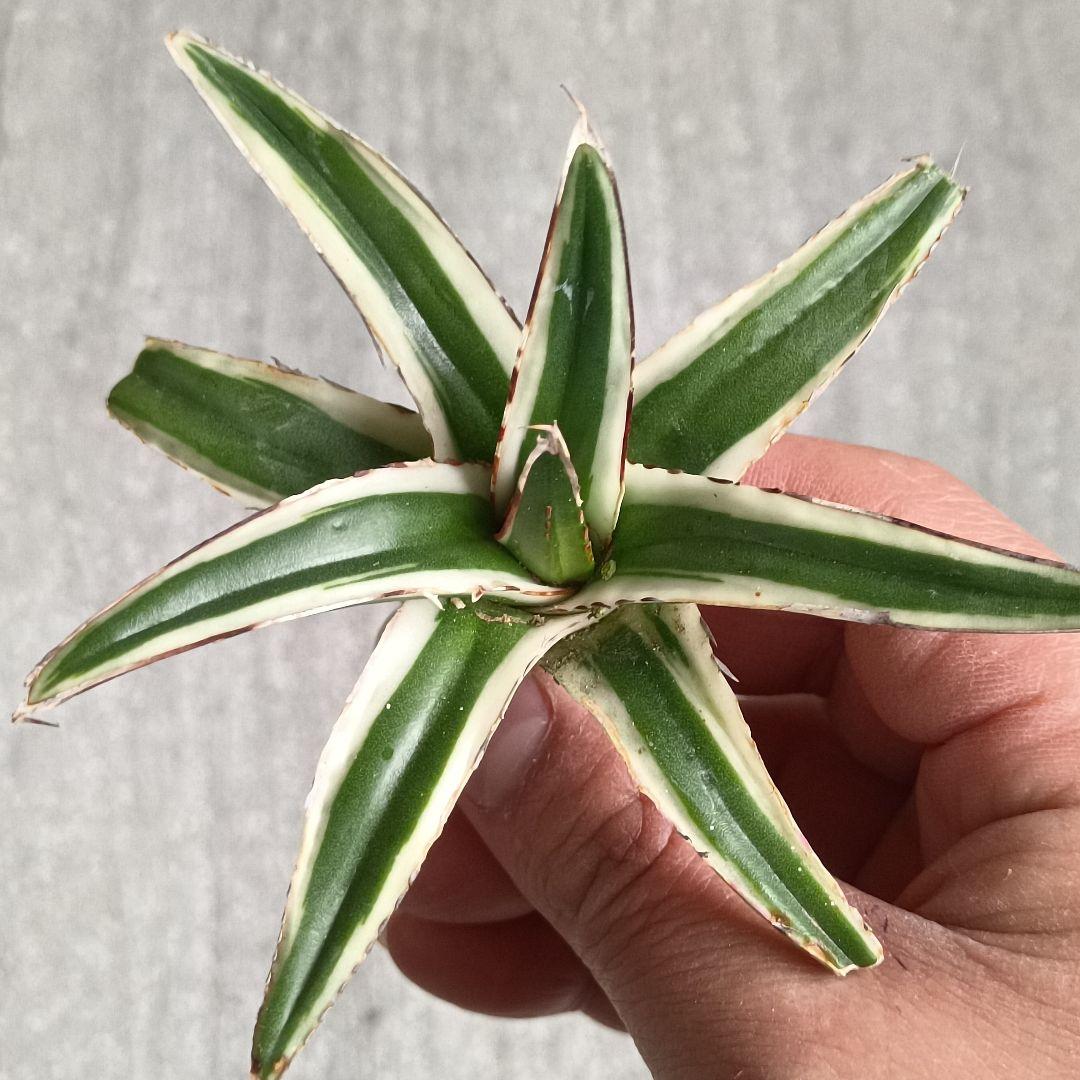A192 多肉植物 アガベ 丸叶 氷山 極上株