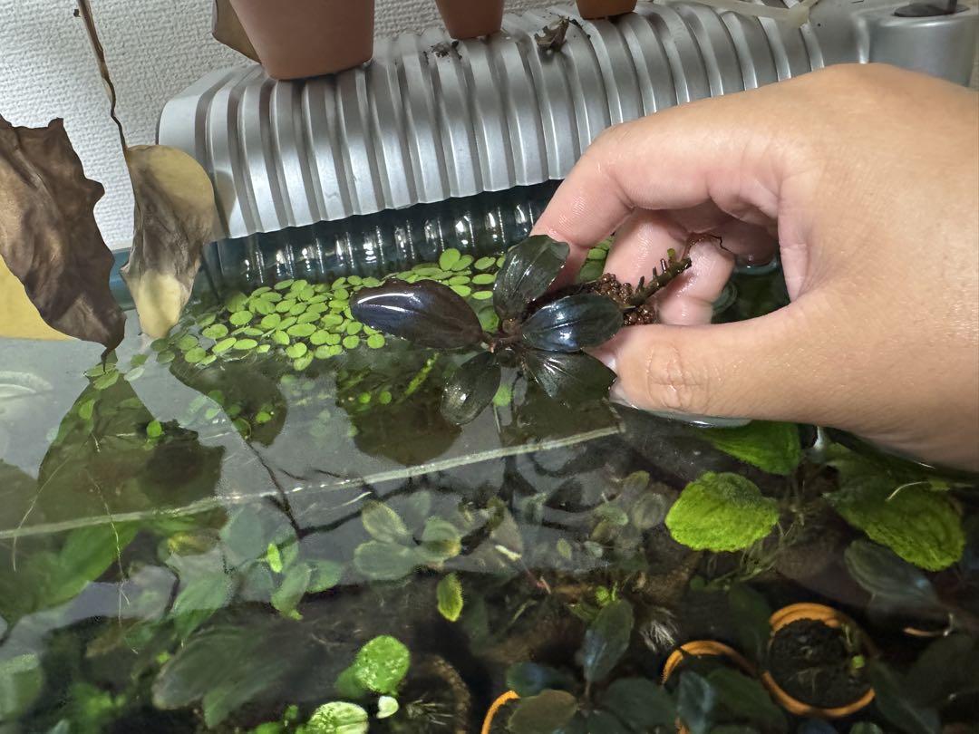 ブセファランドラ sp. ファンタスティックパープル　完全水中葉　子株あり
