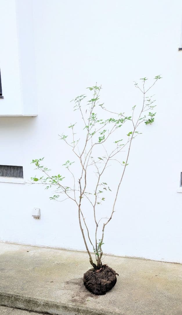 アオダモとコハウチワカエデ新品、♥