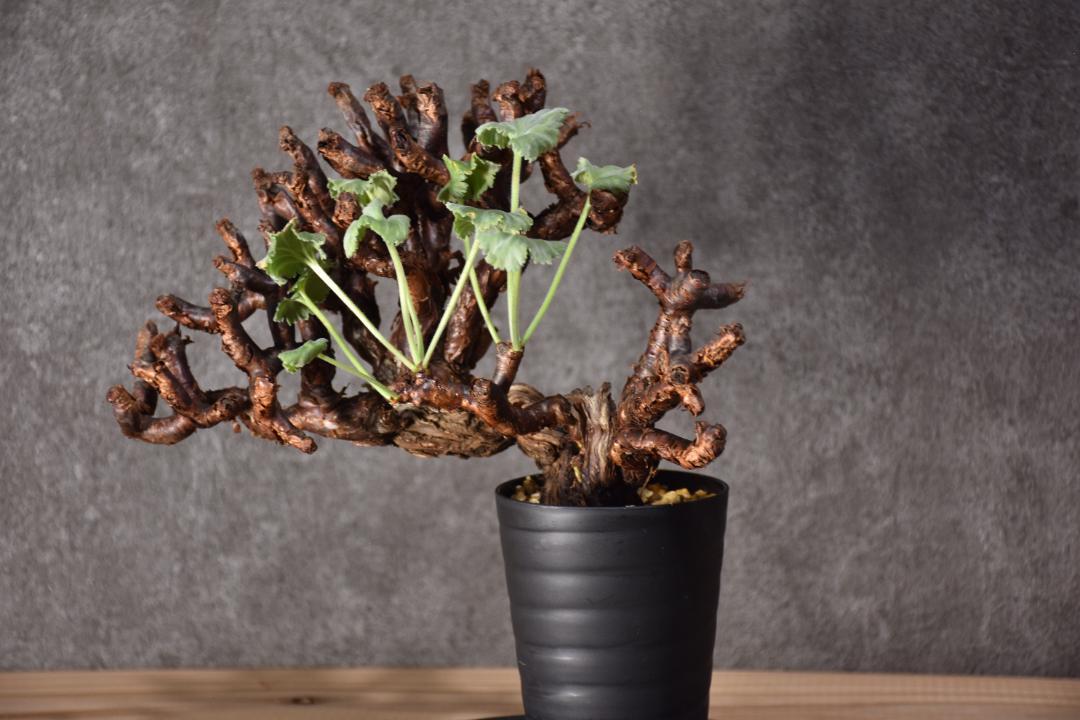 ペラルゴニウム ミラビレ Pelargonium mirabile 発根済鉢ごと Pelargonium mirabile ペラルゴニウム ミラビレ 発根済 #2