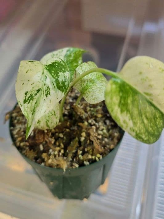 Mint 順化済み新品、♥