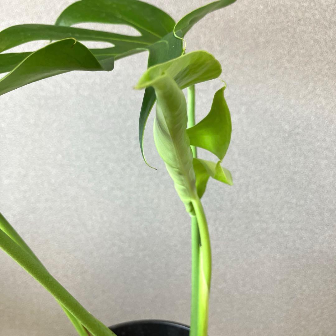 超絶希少❗️モンステラ デリシオーサ スケルトン✨ 超絶希少❗️モンステラ デリシオーサ スケルトン✨