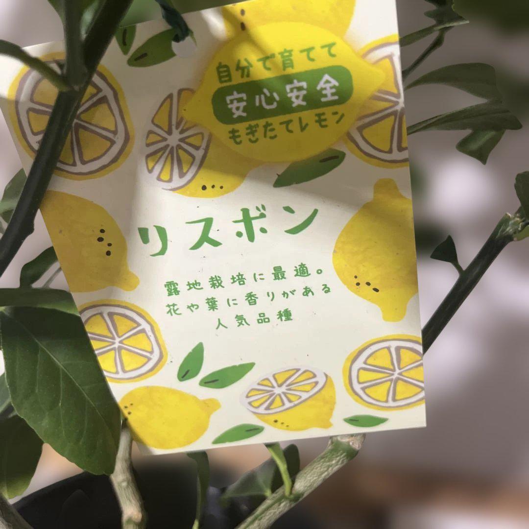 リスボンレモンの苗木実花付き6/21
