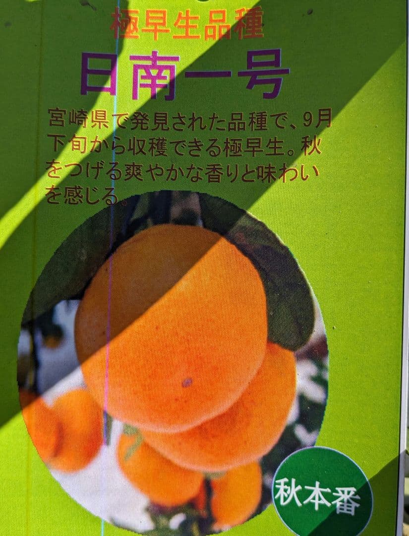 みかん苗木♪　日南１号　レモンの横に(⁠^⁠^⁠)