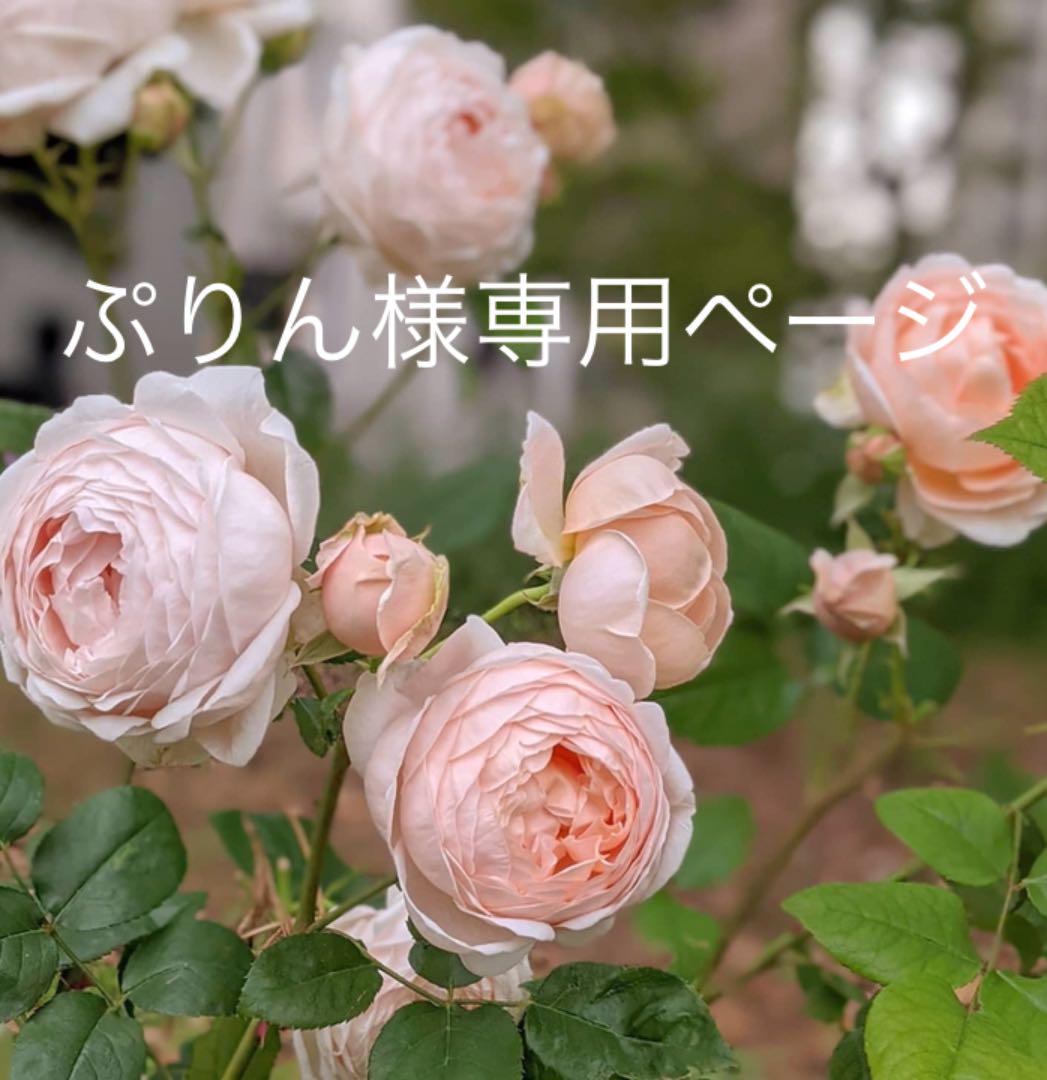 バラ 挿し木苗 アンブリッジRご予約対応 www.browart.rs