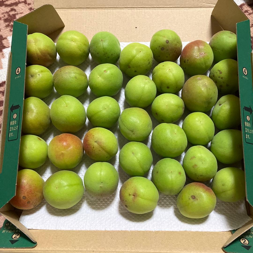 南高梅 無農薬 1kg 【メーカー直売】 zahnarzt-ebersheim.de