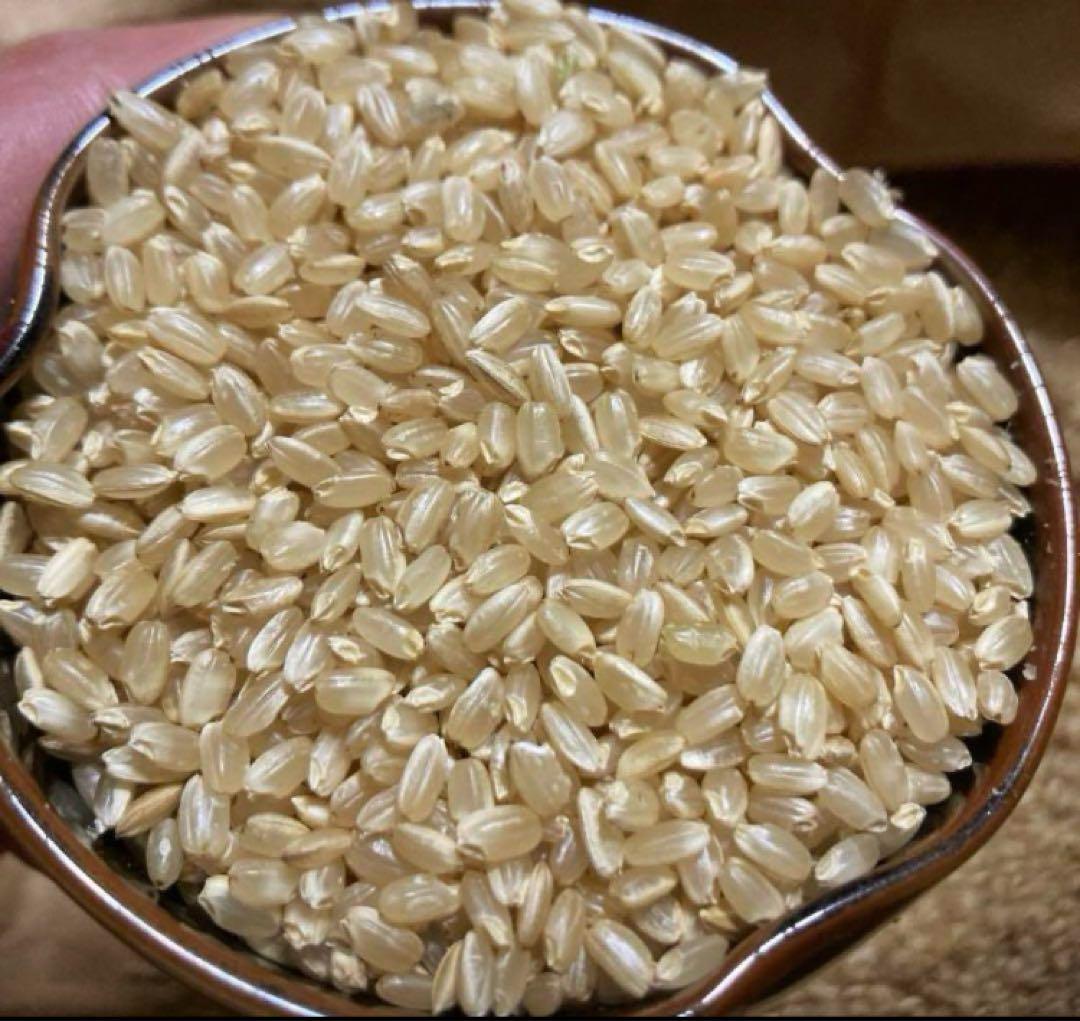 新米 玄米 ヒノヒカリ 農薬不使用 5kg