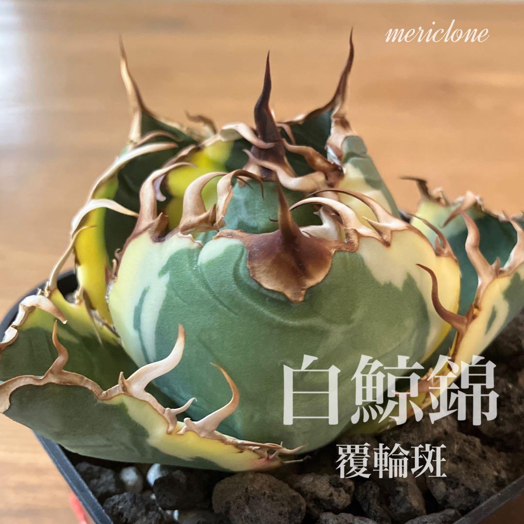 【鉢ごと発送】ボール　特大　陽炎　アガベ　チタノタ　白鯨錦　覆輪斑　TC デブアガベ