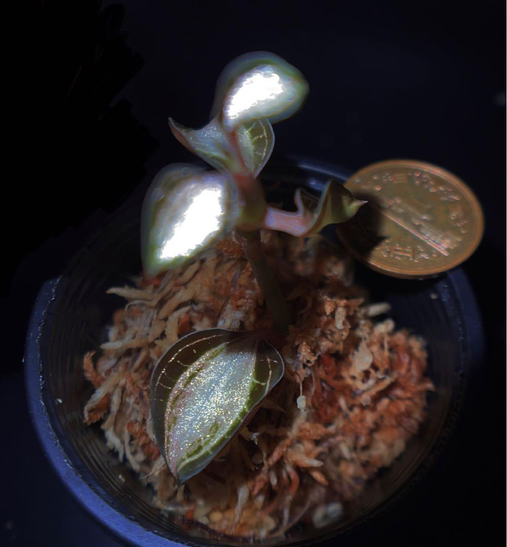 ジュエルオーキッド,Salmoneum Stardust