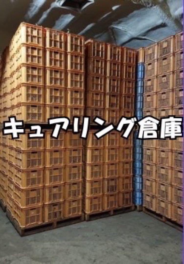 20kg専用さつまいも　紅はるか　訳あり　丸芋　Mサイズ