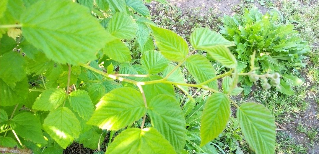 トゥラミーンの苗 ラズベリー Tulameen