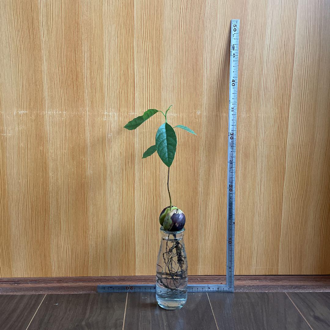 メルカリ アボカド 苗 E 植物 観葉植物 8 中古や未使用のフリマ メルカリ アボカド 苗 E 植物 観葉植物 8 中古や未使用のフリマ