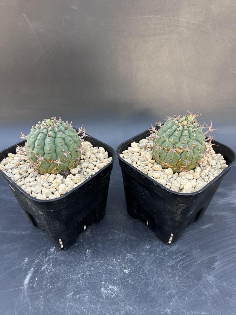 メス株　Euphorbia stellispina - 群星冠 2株セット