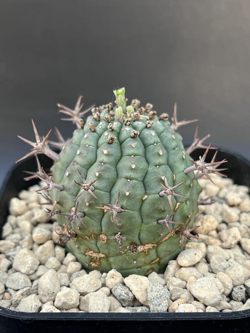 メス株　Euphorbia stellispina - 群星冠 2株セット