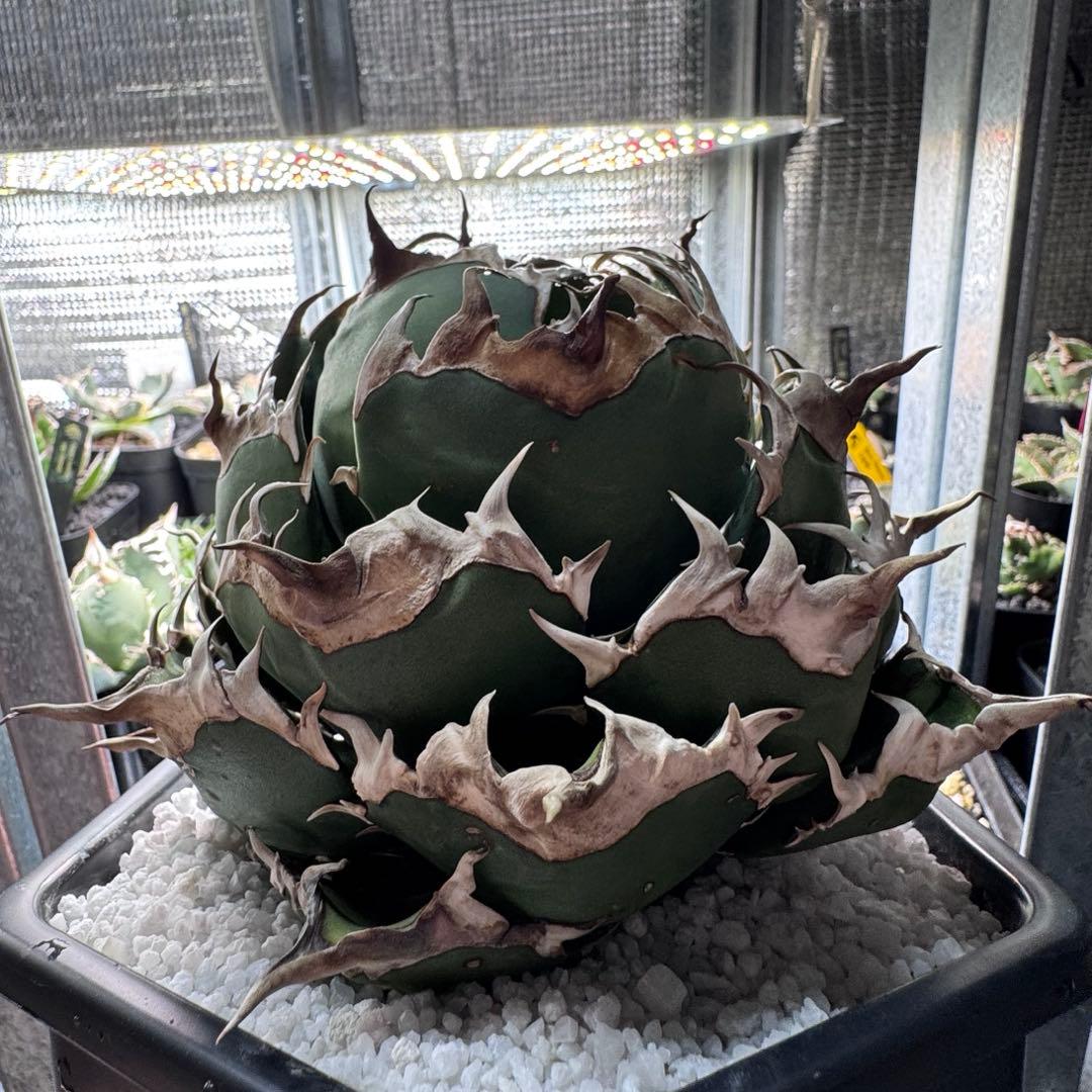 アガベ オアハカ オテロイ 現地球 大株 親株 発根済 活着済 ボール型目立った傷や汚れなし