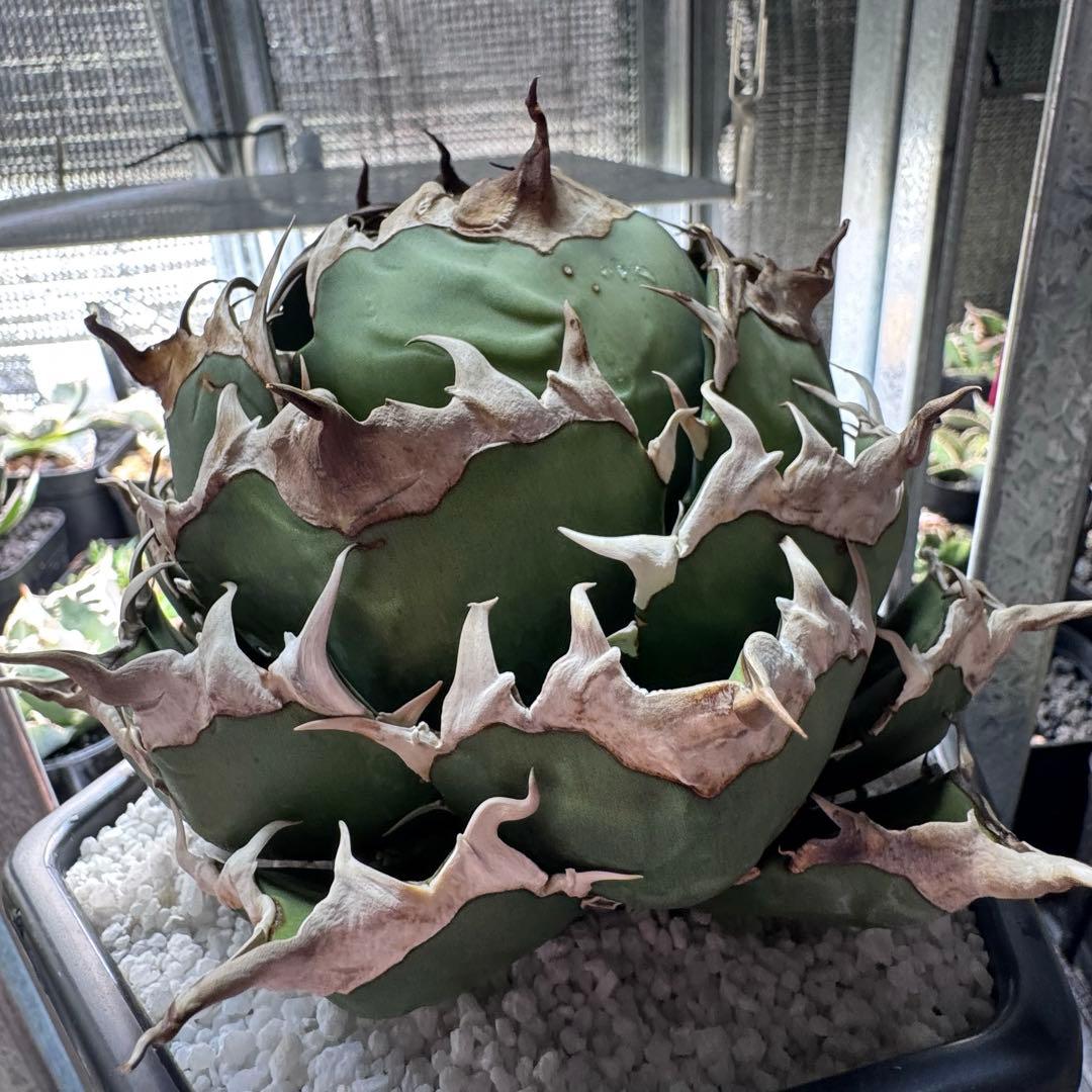 717【上澳園芸】アガベ チタノタ shangao-001蝦蟇 LED管理株 上澳園芸