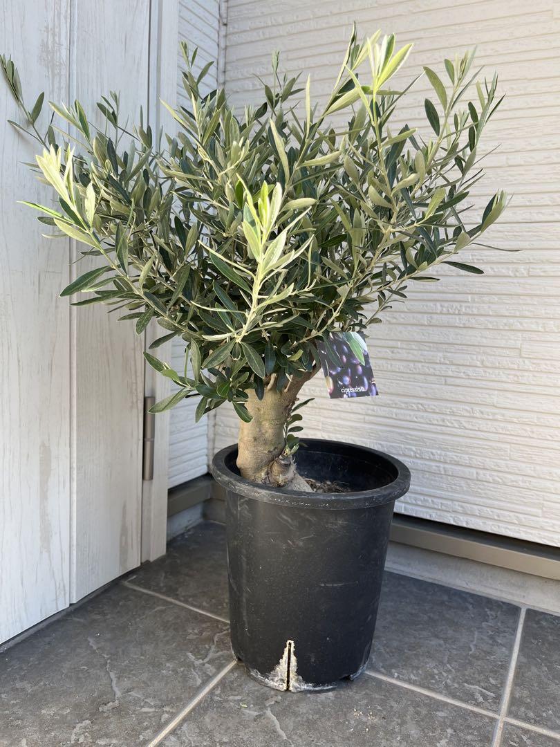 SOUJU オリーブ オリーブの木 シプレッシーノ 幹太 極太 植木 SOUJU オリーブ オリーブの木 シプレッシーノ 幹太 極太 植木