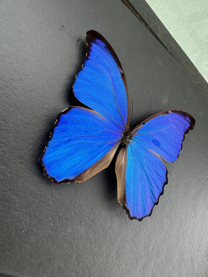 オメガパチョウの羽ばたき標本です 画像4