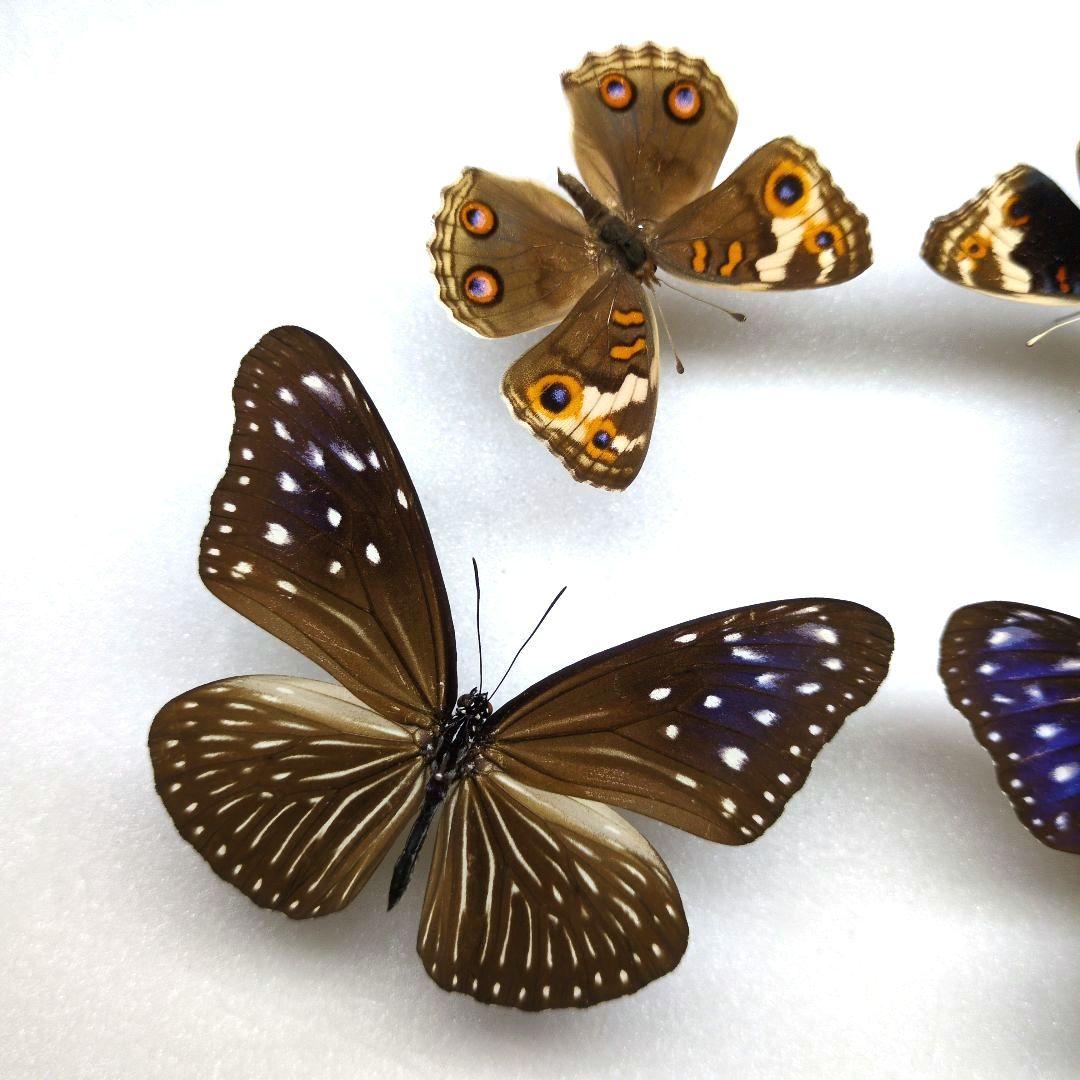 早い者勝ち！　計12頭　蝶の標本　ツマムラサキマダラ　ペア ツマムラサキマダラ , 蝶の標本 販売・通販のNatureShop