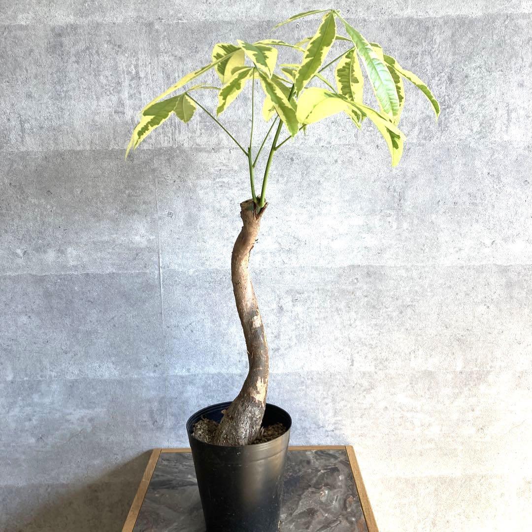 パキラ：ムーンライト 6号鉢植え24-01 の通販 | 園芸ネット