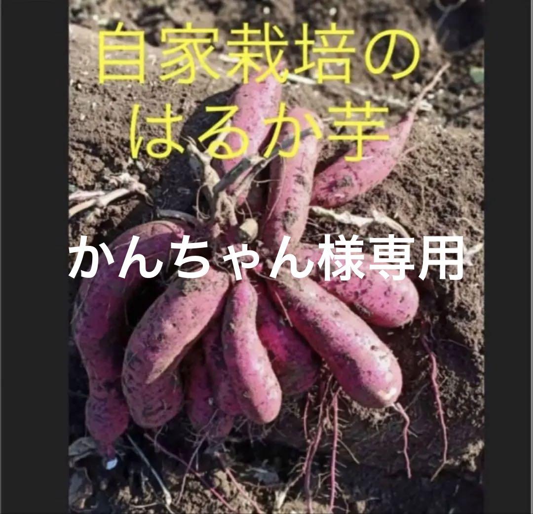 栗かぐや３００本シルク300本はるか300アズマ100