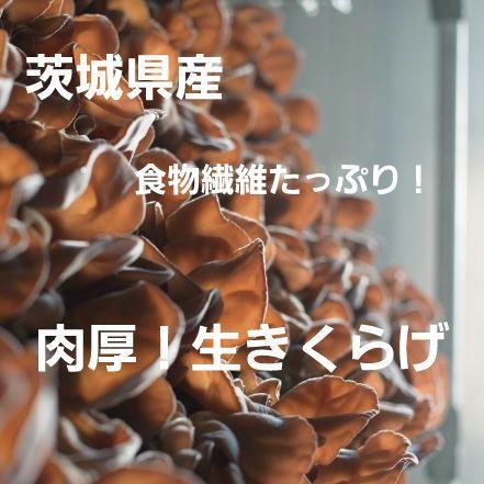 【お試し1kg ♪】【茨城県産 採れたて新鮮】特選肉厚！生きくらげ 無農薬