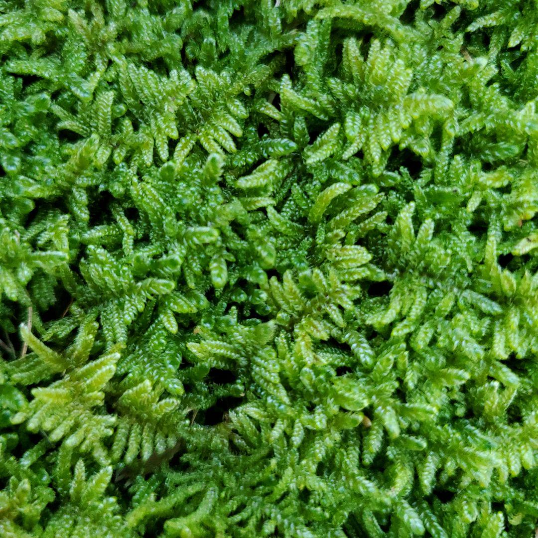 天然苔上質ハイゴケ6トレー