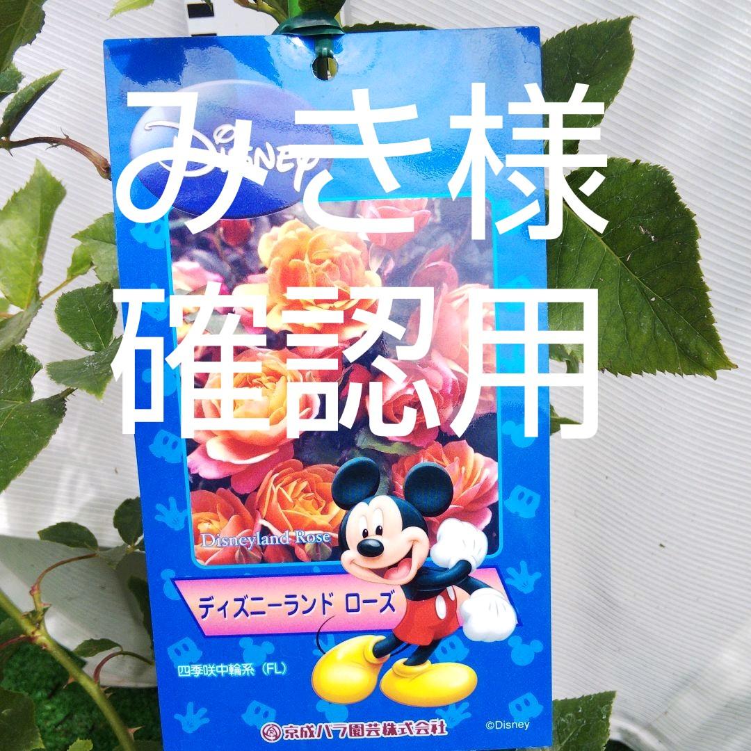 純正販売品 「みき様確認用」 バラ苗 ディズニーランドローズ 接木中苗 薔薇 苗 純正割引品|その他,その他 - www.dmrnepal.com 純正販売品 「みき様確認用」 バラ苗 ディズニーランドローズ 接木中苗 薔薇 苗 純正割引品|その他,その他 - www.dmrnepal.com