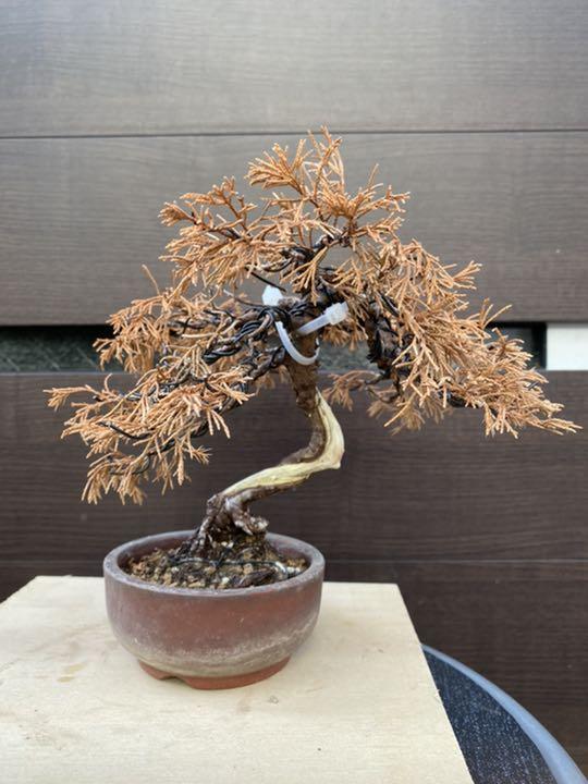 メルカリ 枯れ盆栽 真柏 中 5000 2500 植物 観葉植物 2 500 中古や未使用のフリマ