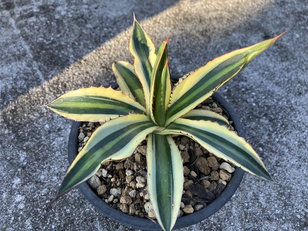 アガベ　ロファンサ　ゴールドフィンガー アガベ 五色万代 ロファンサ錦 Agave 斑入り 多肉植物 鉢サイズ5