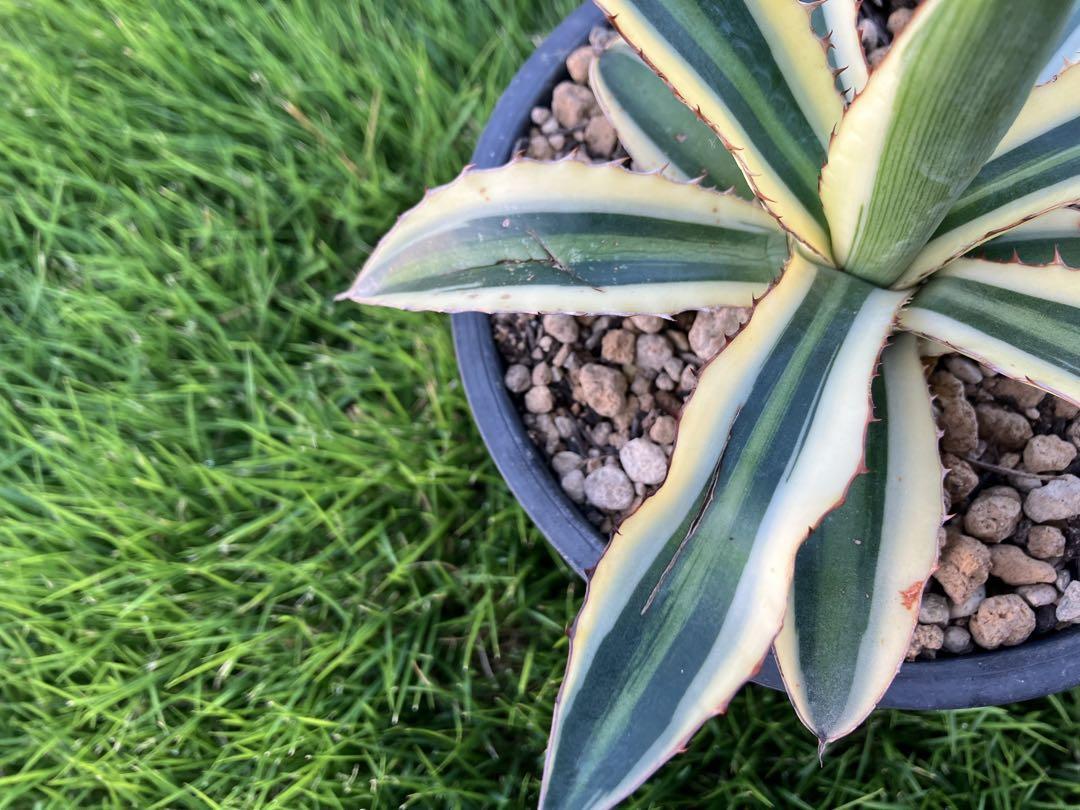 アガベ　ロファンサ　ゴールドフィンガー アガベ 五色万代 ロファンサ錦 Agave 斑入り 多肉植物 鉢サイズ5