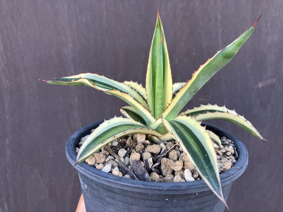 アガベ　ロファンサ　ゴールドフィンガー アガベ 五色万代 ロファンサ錦 Agave 斑入り 多肉植物 鉢サイズ5