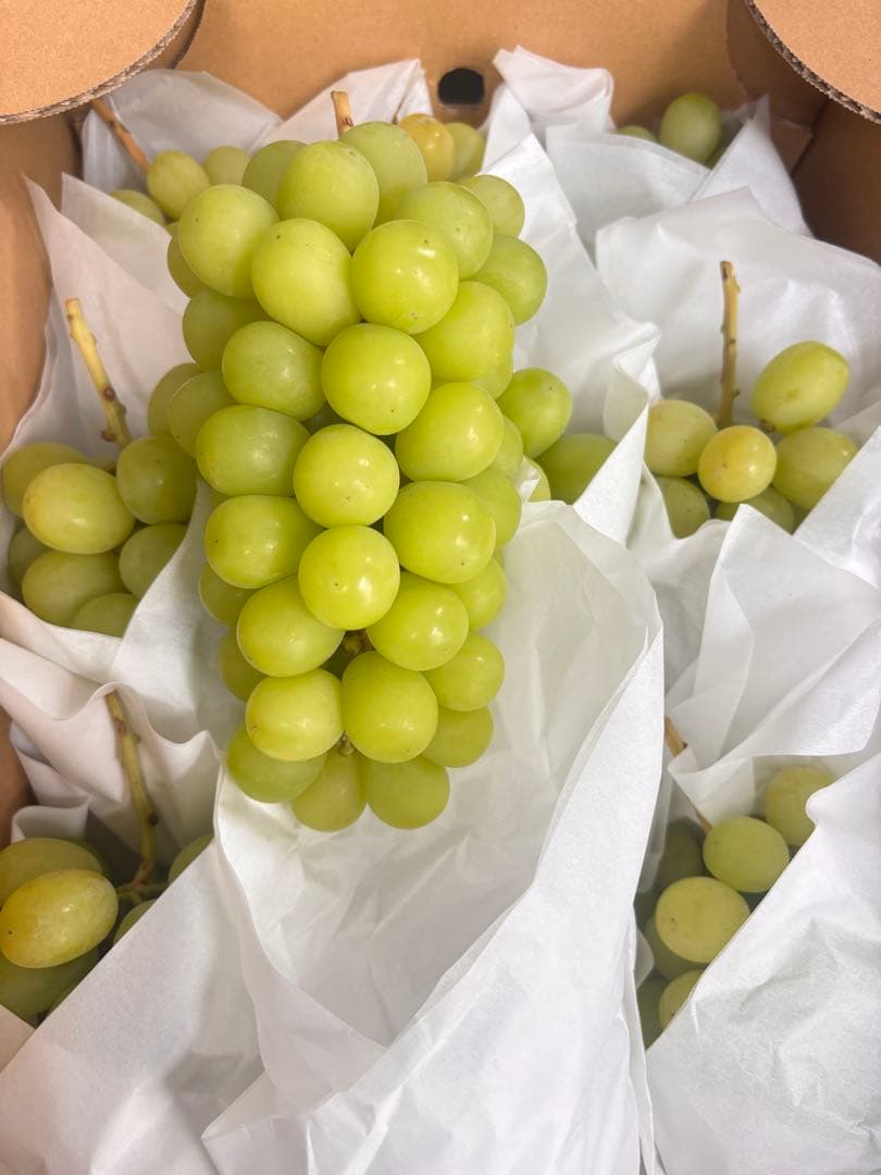 長野県産シャインマスカット5.5キロクール便