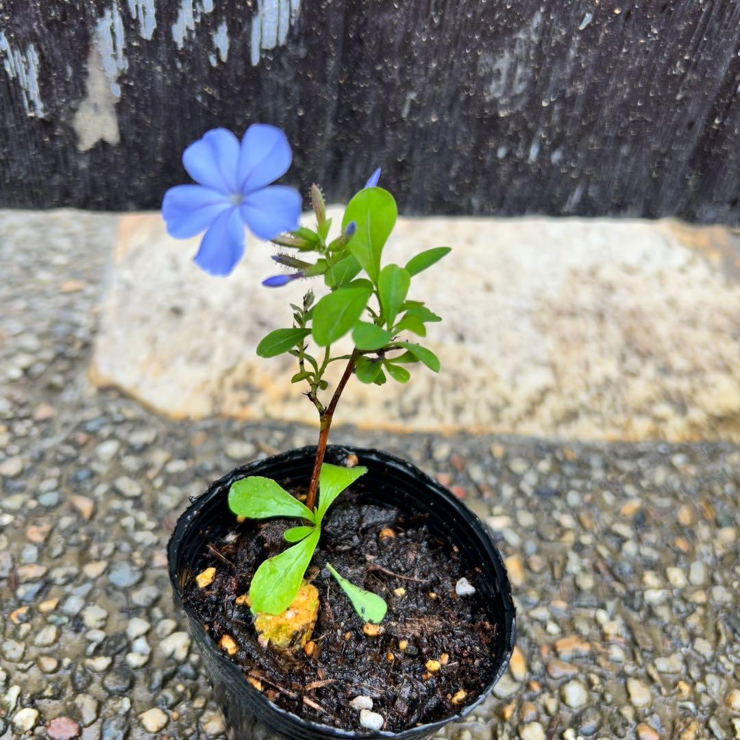 ルリマツリ プルンパーゴ 1苗 素敵なブルー 挿し木活着苗やや傷や汚れあり YUZUMIYA_COM