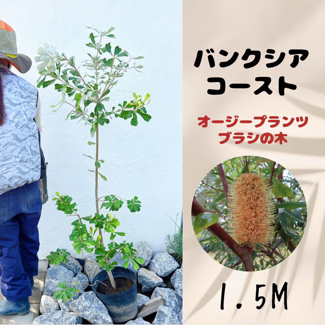 良品。コーストバンクシア(バンクシアインテグリフォリア) 1.5M(鉢底から)