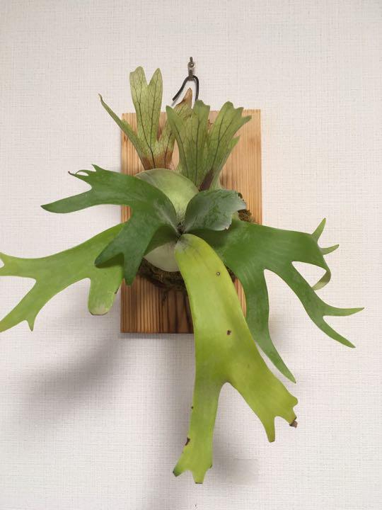 P. willinckii Bali ウィリンキー　バリ　ビカクシダ
