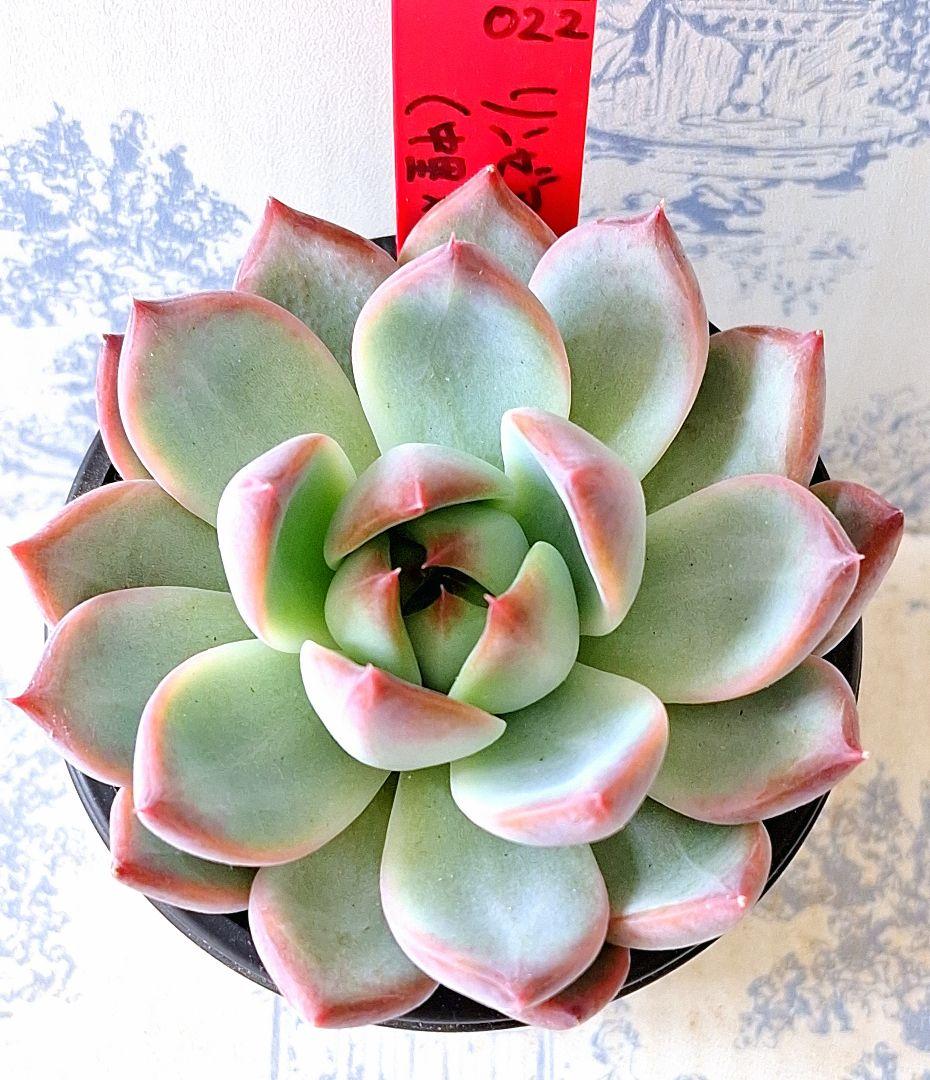 simijimiさん苗 リンゼアナ 中里×二瓶 札付きポットごとメルカリ便やや傷や汚れあり YUZUMIYA_COM