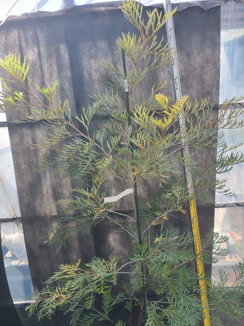 グレビ ドローシーゴードン