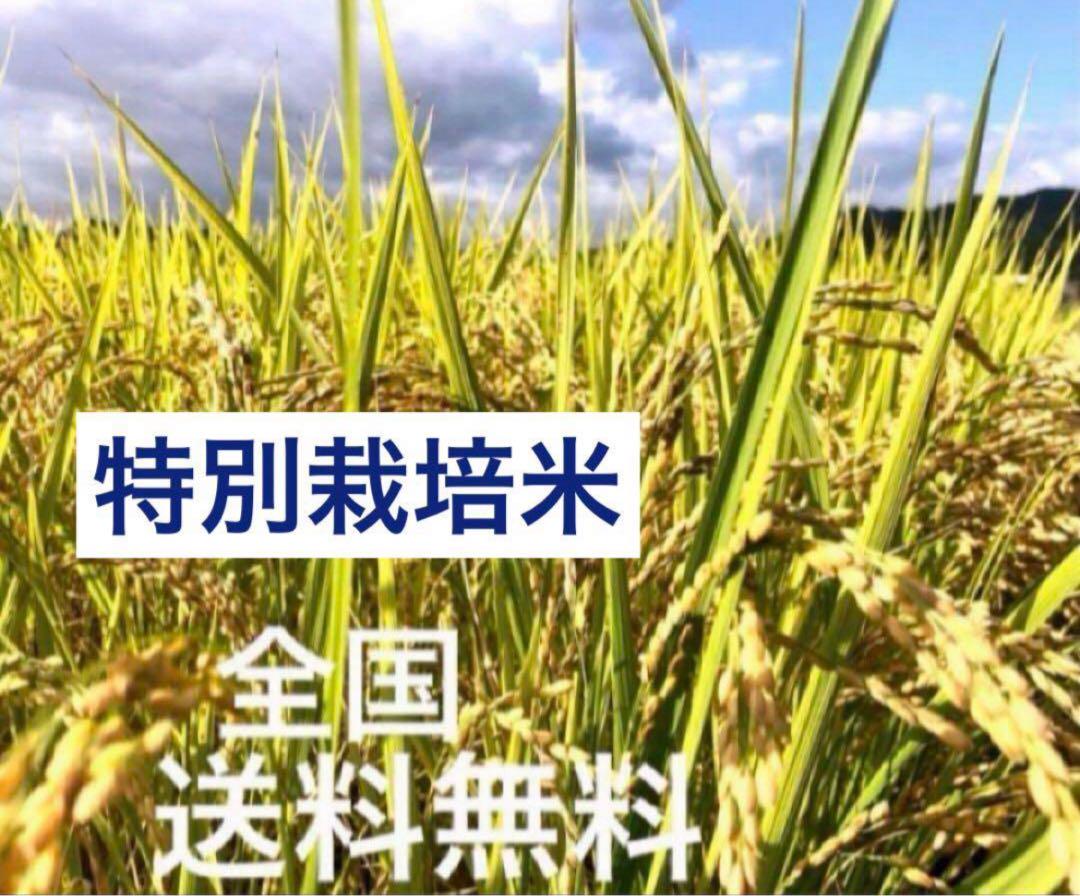農薬不使用・化学肥料不使用・無添加・有機・光色彩選別✳️新米✳️ハツシモ20キロ