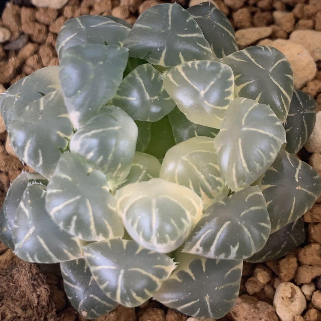 多肉植物 ハオルチア 実生オブツーサ錦 糊斑 ハオルチア・アロエ