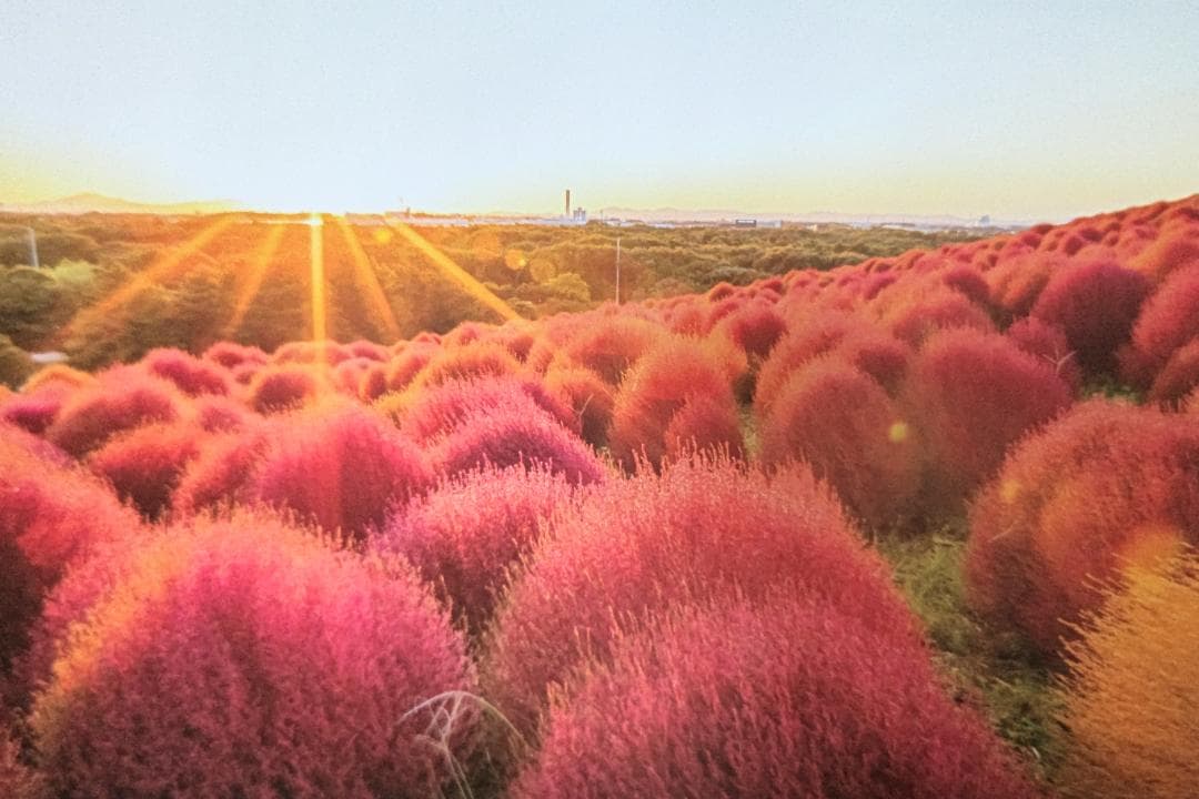 写真、ＫＡＢＡさん専用