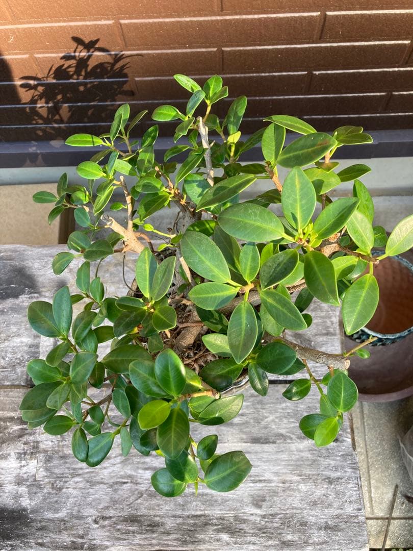 陶器鉢付き目立った傷や汚れなし