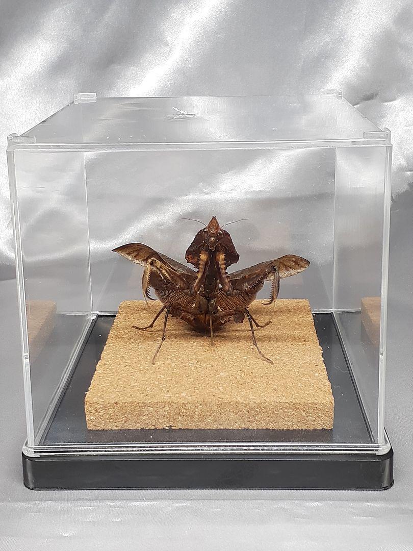 マオウカレハカマキリ雌 立体標本 魔王枯葉 - メルカリ